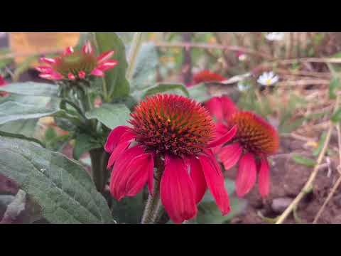 Sonnenhut (Echinacea)power