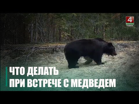 У сацсетках усё часцей сталі з'яўляцца відэа беларускіх мядзведзяў видео