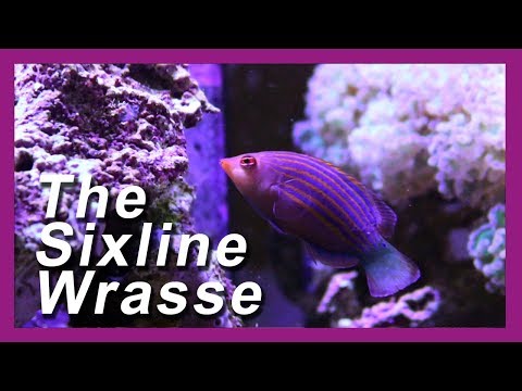 Pyskáč šesťpásy (Pseudocheilinus hexataenia) — akvárium, kŕmenie a správanie