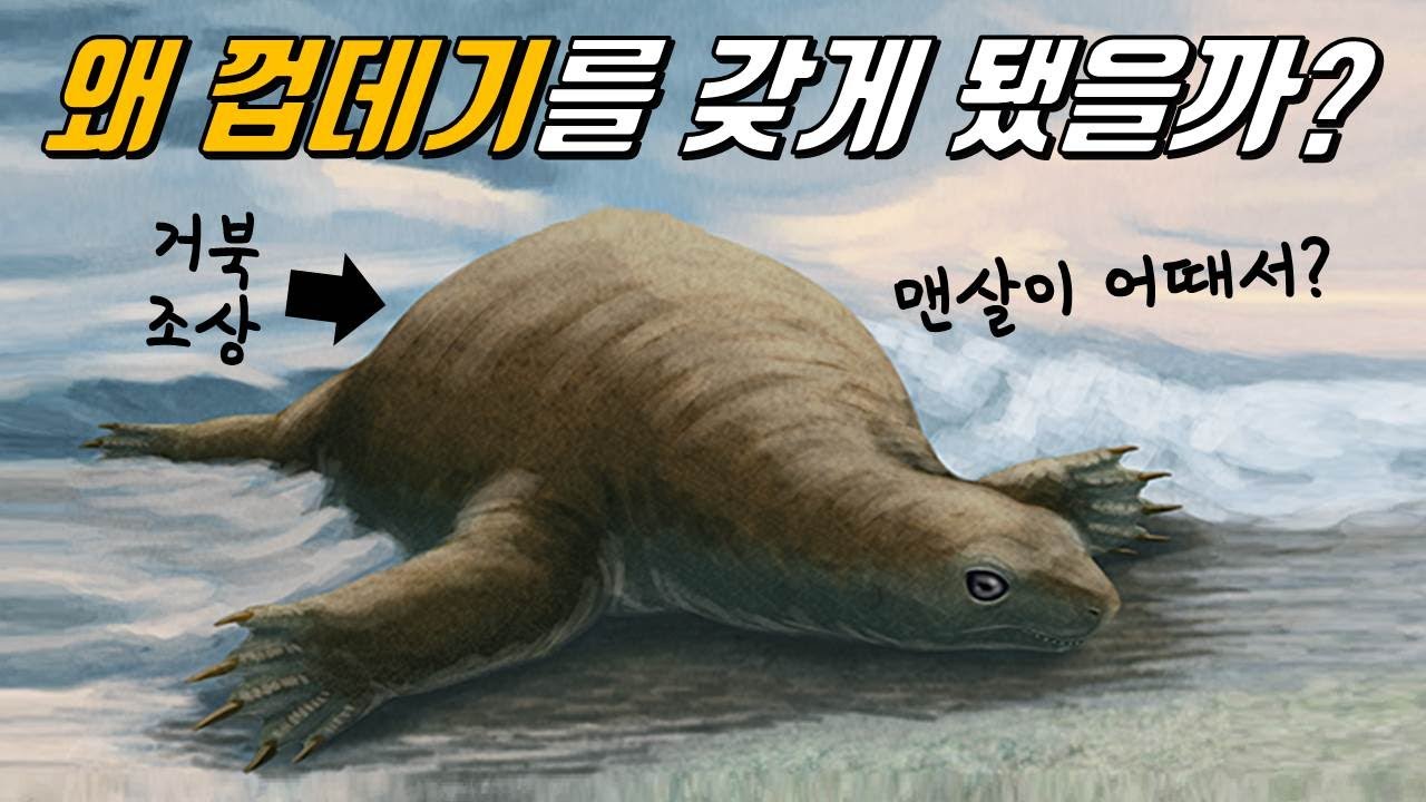거북이 껍데기를 갖게 된 진짜 이유!│등딱지VS배딱지, 무엇이 먼저 진화했나?