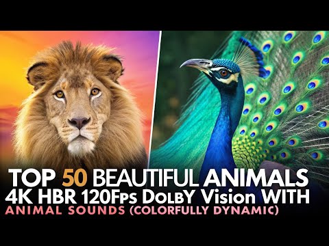 TOP 50 BEAUTIFUL ANIMALS - 4K HDR 120fps Dolby Vision with Animal Sounds (Colorfully Dynamic)