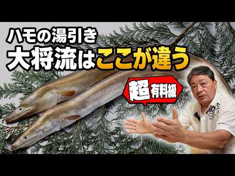 大将のハモの湯引きは、ここが違う｜皮は柔らかく、身の中心は生に残す仕上げの秘密