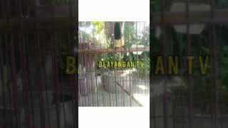 Download lagu Sogok Ontong Ngriwik Ngobra Gacor #shorts mp3 Download lagu Sogok Ontong Ngriwik Ngobra Gacor #shorts mp3