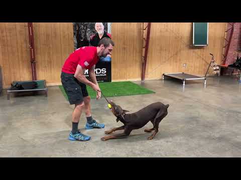 Control, Fun And Easy To Play With "Hutch" 13 Months Old.