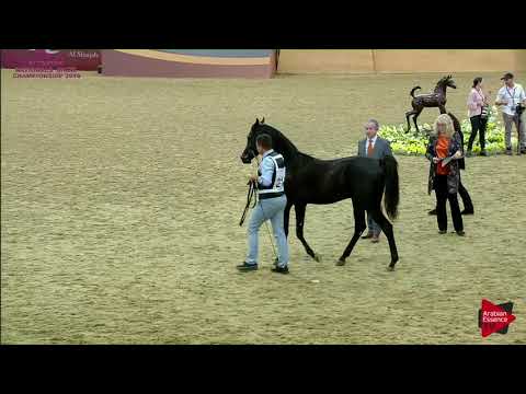 N 212 HAYEL AL MARROONA   21st Qatar National 2018   Yearling Colts Class 6B