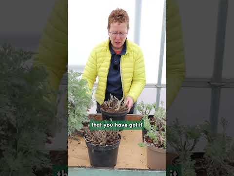 Cut Back Artemisia (9-5) now for Spring Growth