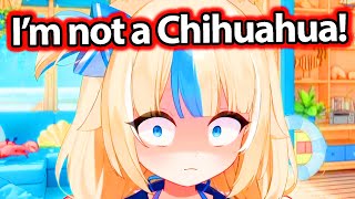 "I'm Not a Chihuahua", Saba Said Calmly...