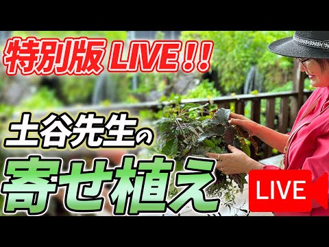 ミスカンサス 'ストリクトゥス' 植物