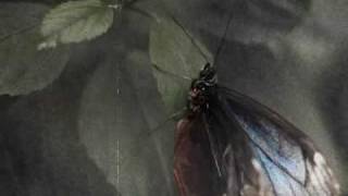 Antony &amp; the Johnsons - The Crying Light