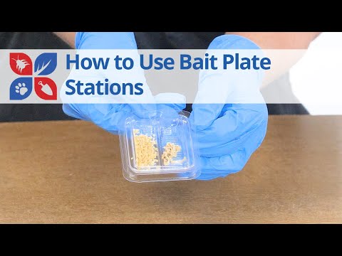  How to Use Bait Plate Stations for Ants & Roaches Video 