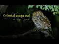 Oriental Scops Owl Otus Sunia