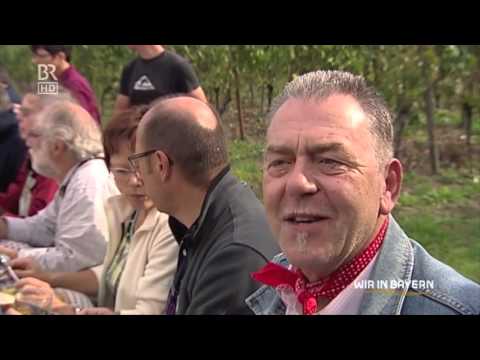 Weinlese der Hobbywinzer in Wiesenbronn beim Winzer Roth