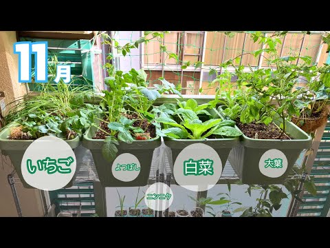 9月に何を植えるか バルコニーの庭の装飾花 秋の開花