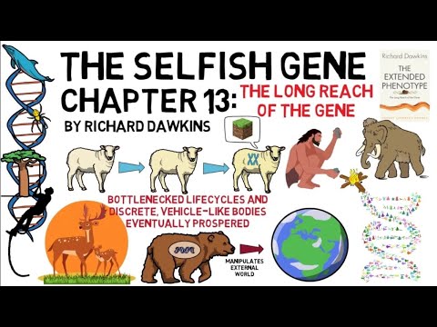 THE SELFISH GENE The Selfish Gene Chapter 13: The Long Reach of the Gene (by Richard Dawkins)