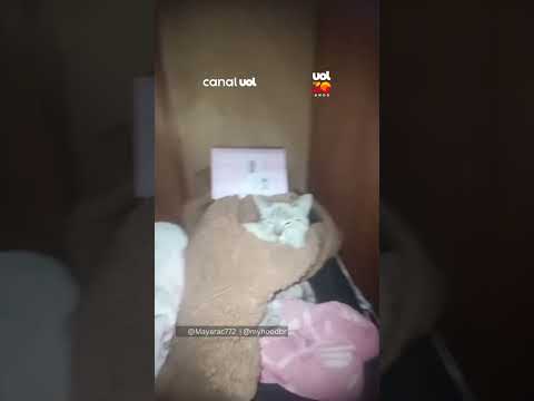 Gata invade guarda-roupa e encontra o lugar perfeito para dormir
