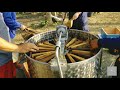 Proses Panen Dan Pembuatan Madu