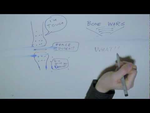 How Does Glucosamine Sulphate Help Osteoarthritis