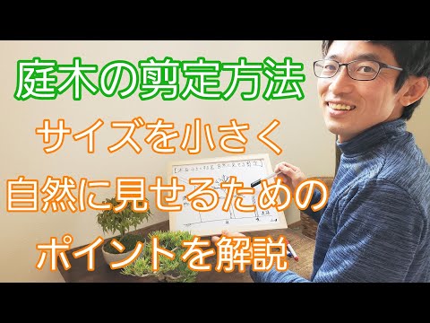 フクシアの剪定方法は？植物が実際に再び成長できるようにするには、いつ剪定する必要がありますか?  庭園