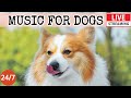 [LIVE] Dog Music🎵Dog Calming Music for Dogs Deep Sleep🐶 🎵Separation Anxiety Music for Dog Relax🔴6