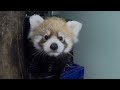 Red Panda Cub Squeaks And Climbs Around