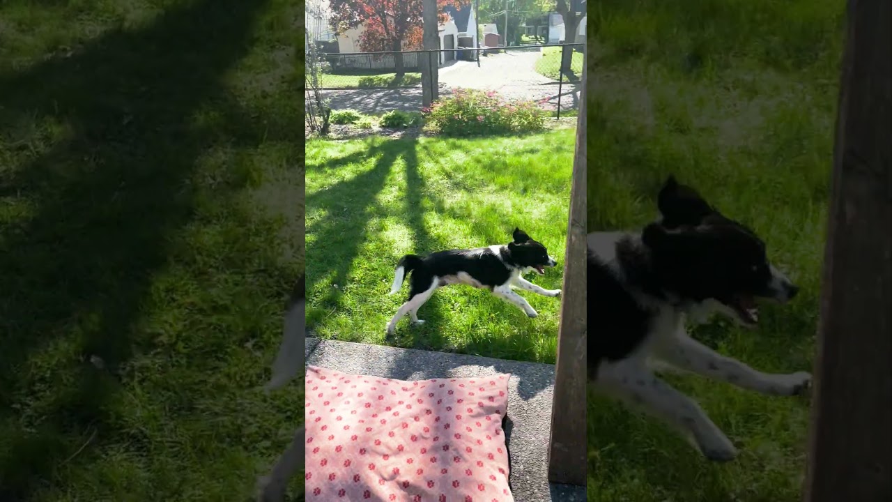 Enlarge Oreo, a Adoptable mixed breed in Minneapolis, MN video 6/6
