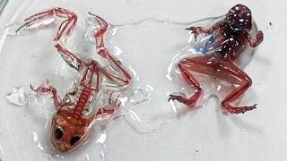 Disturbing Cloning Experiments That Raised Serious Questions