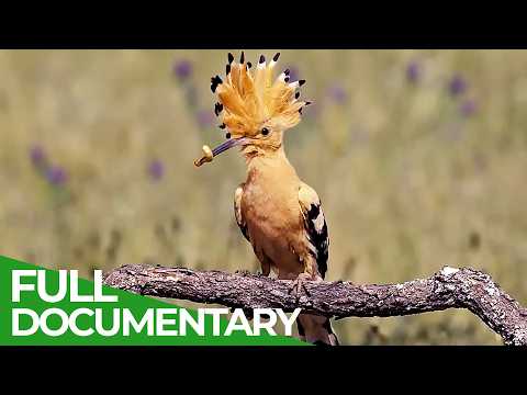 Wildlife's Rebirth A True Natural Treasure