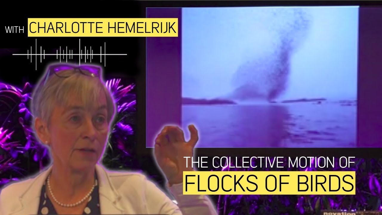 Science & Cocktails Amsterdam - The collective motion of flocks of birds with Charlotte Hemelrijk