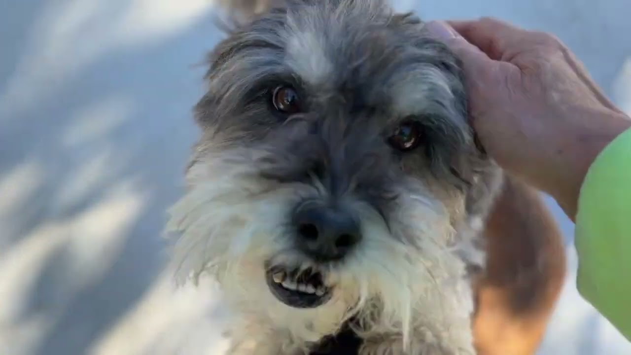 Enlarge Shrek - the nicest boy here! , a Adoptable Schnauzer in San Antonio, TX video 4/4