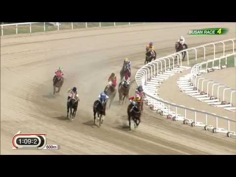 2016 Owners Cup (1600m) (KGIII) - Korea Cup Trial