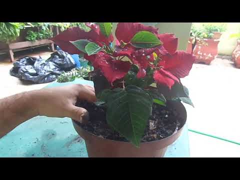 This flower is wonderful, grow it at home today (Poinsettia)