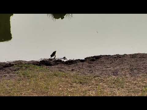 Djuma: Blacksmith Lapwing parents and the one chick - 08:43 - 09/07/18
