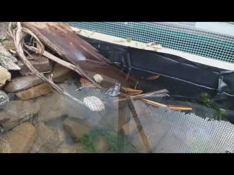 Skokan stihly - volanie pri pareni