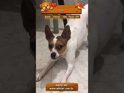Vídeo de Lily