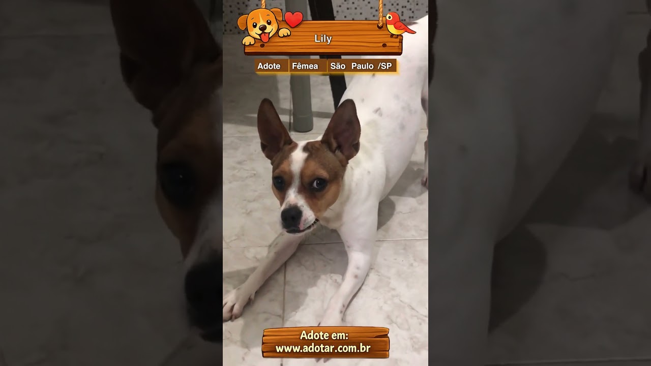 Cachorro raça SRD-ViraLata idade 2 anos nome Lily