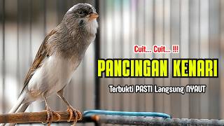 Download lagu Suara PANCINGAN Kenari PAUD Belajar Bunyi Ngeriwik Kenari GACOR Panjang || Masteran Kenari Paud #773 mp3 Download lagu Suara PANCINGAN Kenari PAUD Belajar Bunyi Ngeriwik Kenari GACOR Panjang || Masteran Kenari Paud #773 mp3