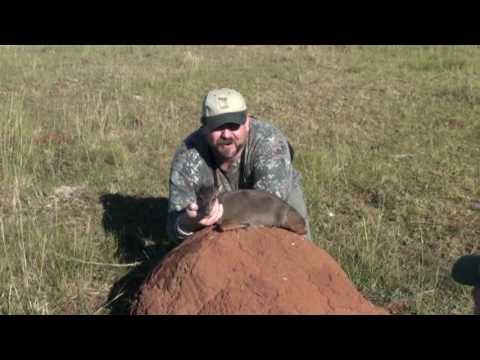 Blue Duiker with Andrew Harvey Safaris