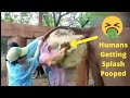 Funny Animals Pooping Everywhere Compilation