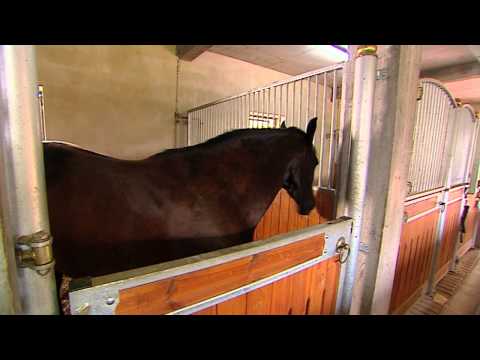 Dotacje dla wsi - Tworzenie i rozwój mikroprzedsiębiorstw - stadnina koni