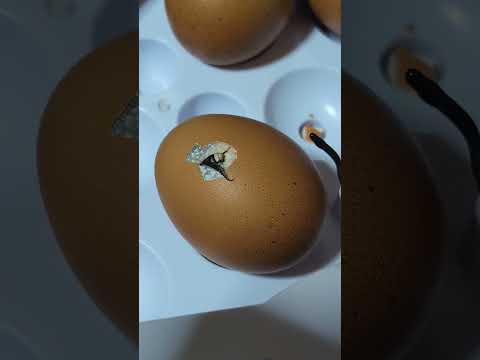 鶏が卵を食べるのですが、なぜですか?何をするか？それを避けるために取るべき6つのステップ  庭園