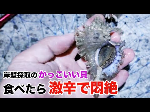 I ate a sea snail collected from the cliff and it was so spicy that I was in agony.