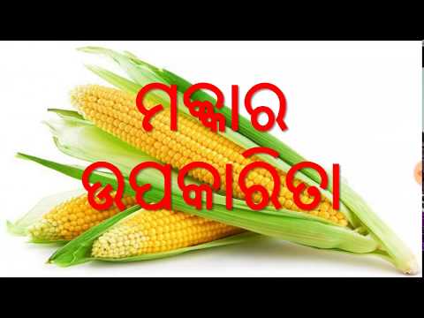 ମକ୍କା ର ଉପକାରିତା , odia benefits of corn(makka),odia health tips of corn(makka),varkha mohapatra