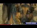 Pit Bull attacks German Shepherd Police dog on ...