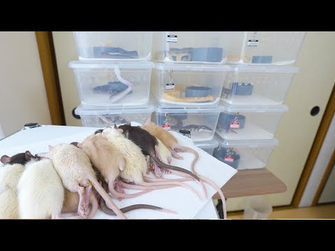 サクランボのアルコール漬けとアルコールなしのピクルス: これが仕組みです! 植物