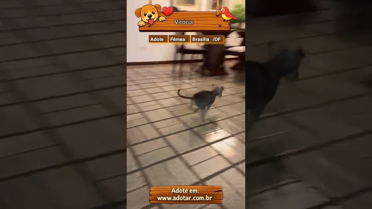 Cachorro raça SRD-ViraLata idade 2 a 6 meses nome Vitória 