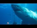 Biggest great white shark ever filmed? Meet 20-foot Deep Blue