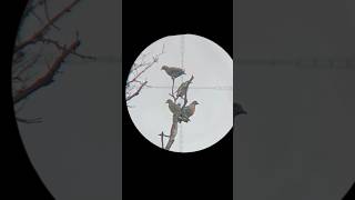 Download lagu HUNTING PUNAI /GREEN PIGEON /#birdhunting #x4rafhunter mp3