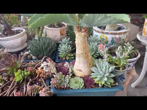 Kay's Garden Tour - September 2021