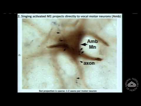 Of Mice, Birds and Men: The Mouse Ultrasonic Song System 