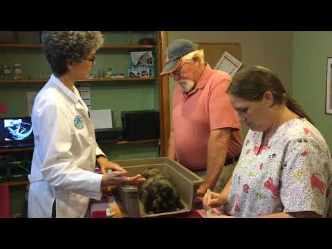 cat home care - low-stress steps for b12 injections in an elderly cat